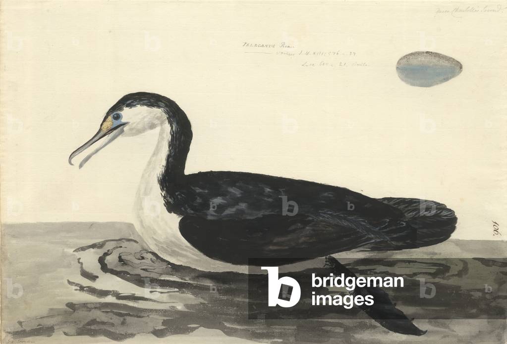 Phalacrocorax varius