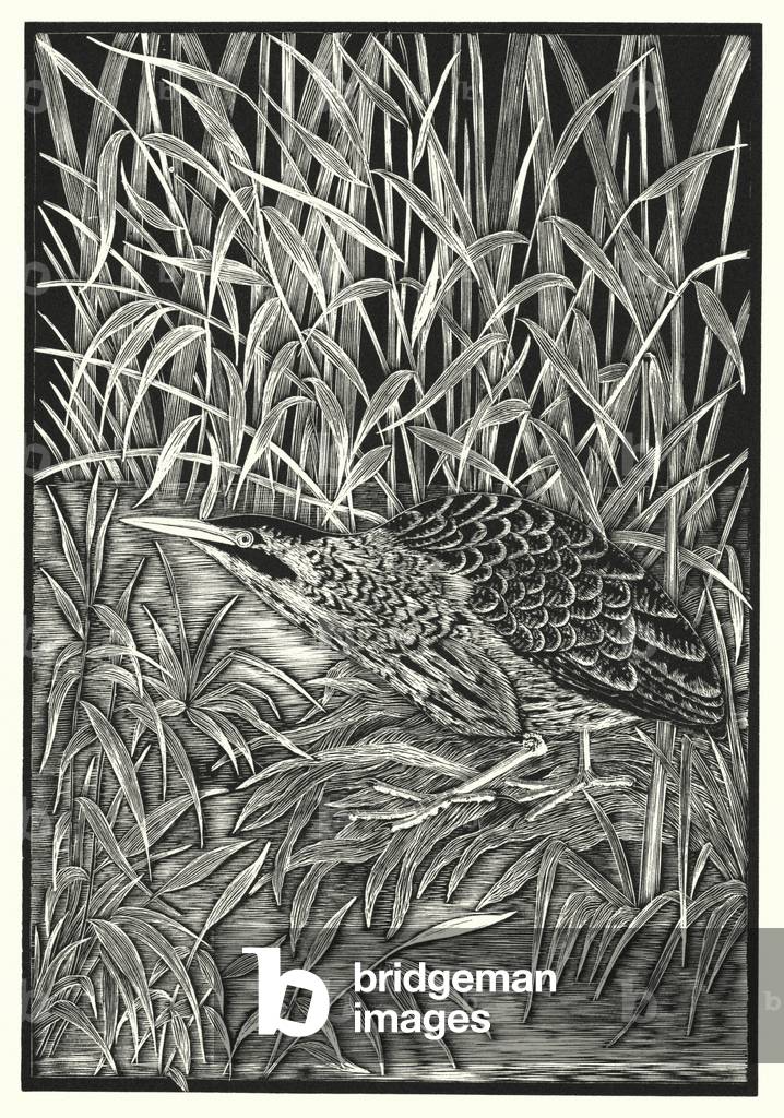 Bittern (engraving) by Eric Fitch Daglish, b/w