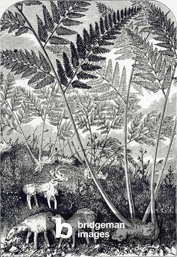 An engraving depicting the vegetable lamb of Tartary