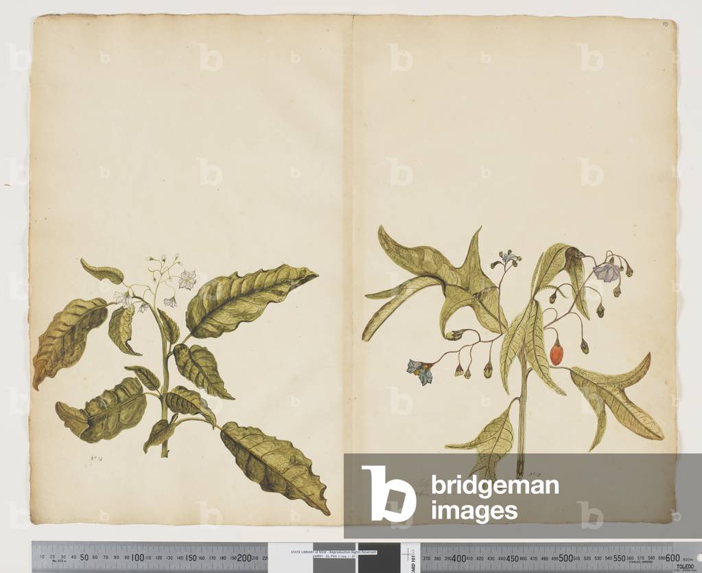 "F.10 Solanum bauerianum; Solanum aviculare" 1790 di John Doody