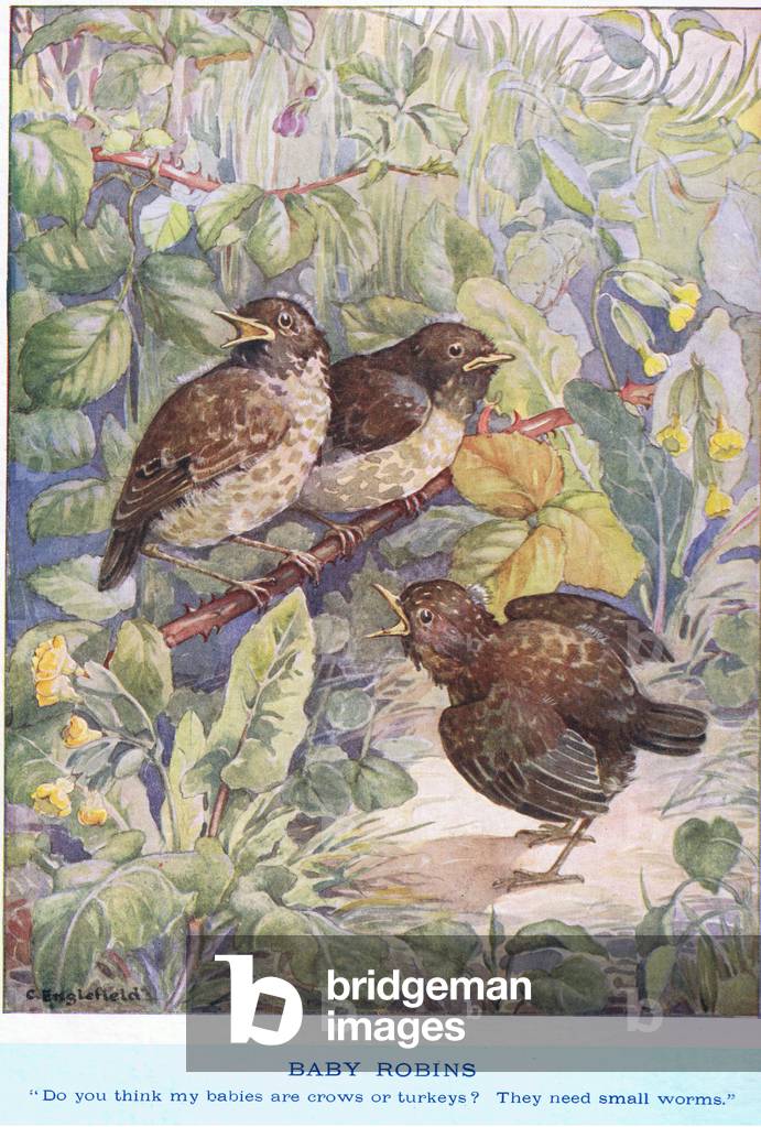 Bild von Druck "Räuber und junge (litho)" von Cicely Englefield