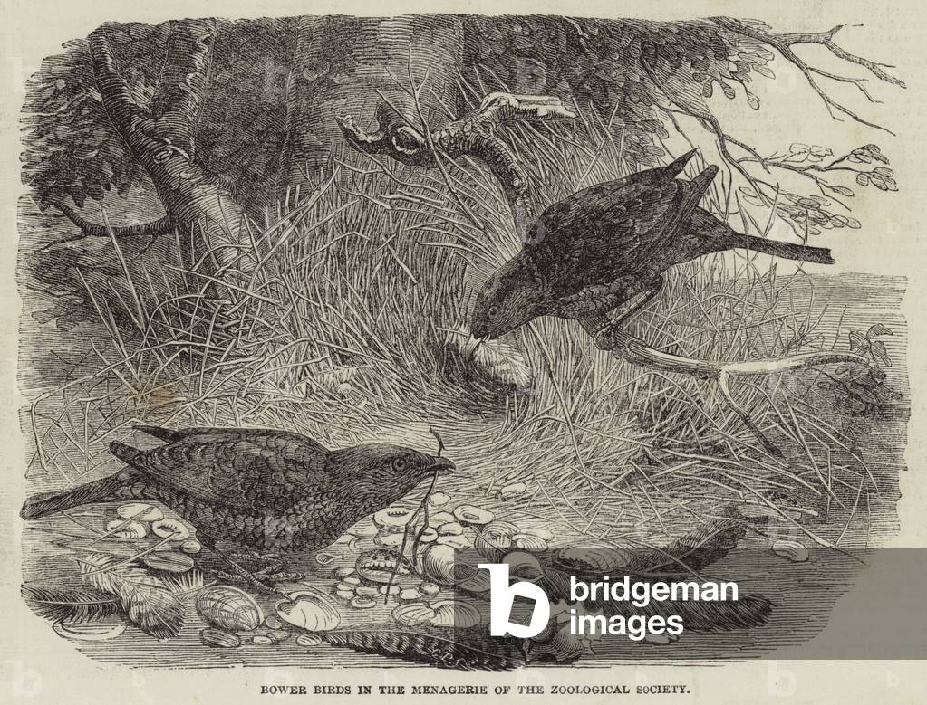 "Uccelli di Bower nel Servitello della Società Zoologica (incisione)" di English School, b/w
