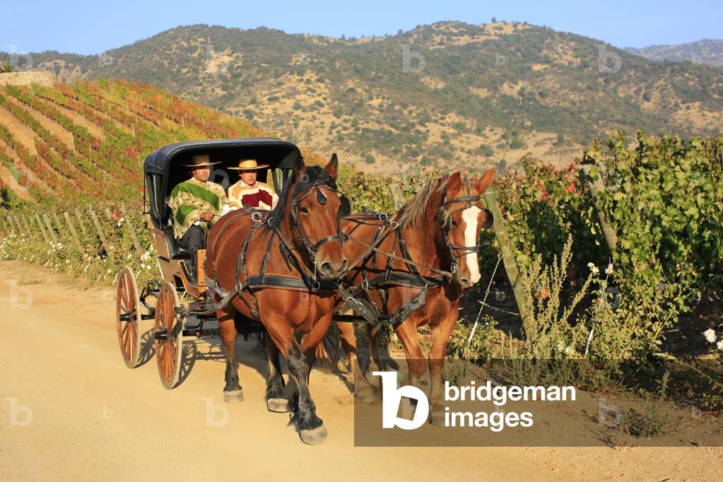 Bild von Fotografie "Pferdewagen in chilenischen Winelands (Foto)"