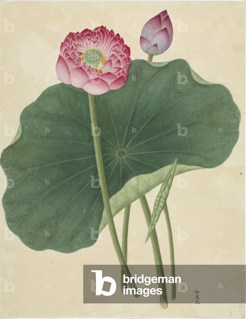 "Lotus-Nelumbo" 1801