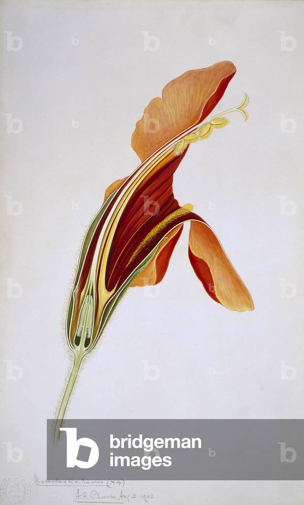 Bild von Zeichnung "Mimulus cardinalis" von Arthur Henry Church