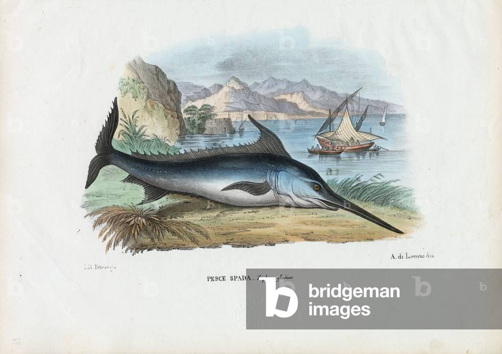 Pesce spada, 1863-79 (colore lito)