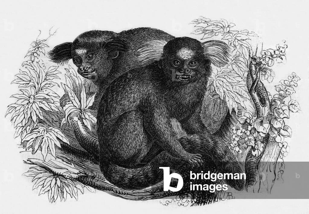 Image of Engraving depicting Marmosets of the "jardin des plantes" in Paris 1845, b/w