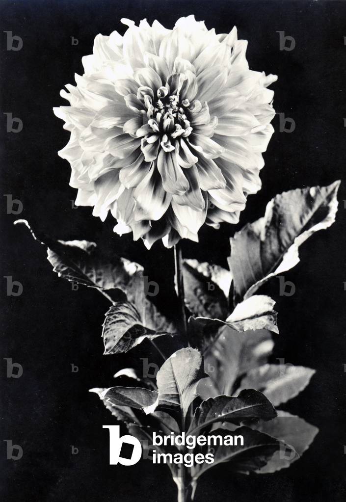 Image de Photographie représentant Dahlia 1946 par Fotocelere