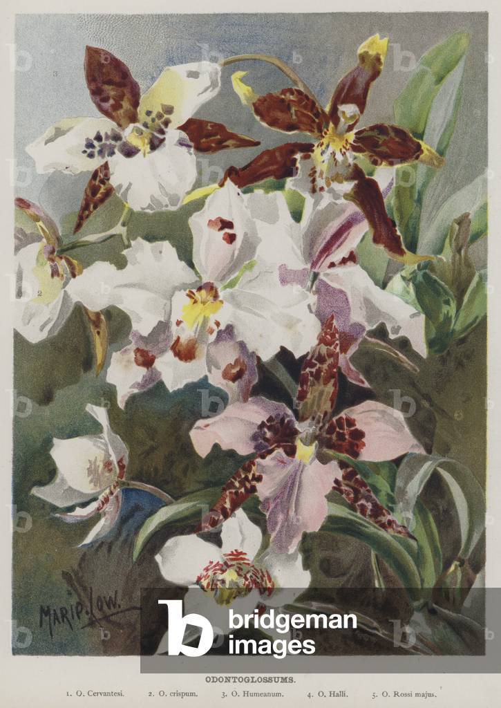 "Odontoglossum (chromolito)" di Marie Low