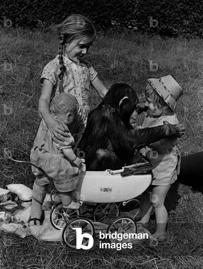 Image of Mdchen spielen mit Schimpansen im Kinderwagen, England,  Grobritannien, 1967 (Foto)