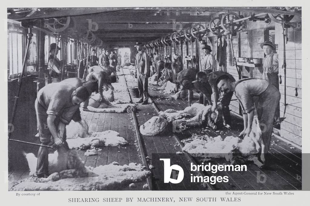 Immagine di Fotografia "Tsatura delle pecore con macchinari" di English Photographer