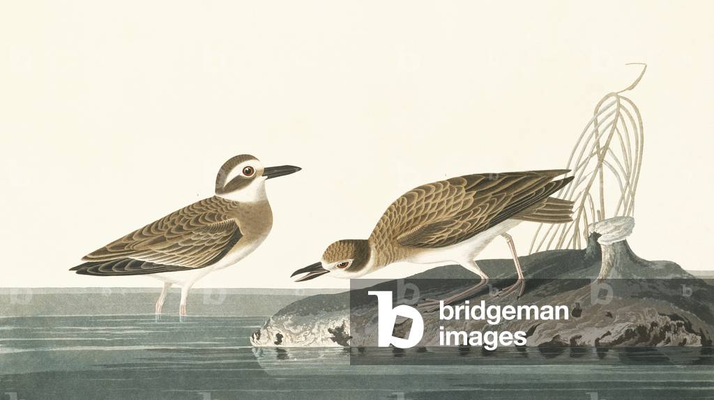 "Charadrius wilsonia" 1827 di John James Audubon