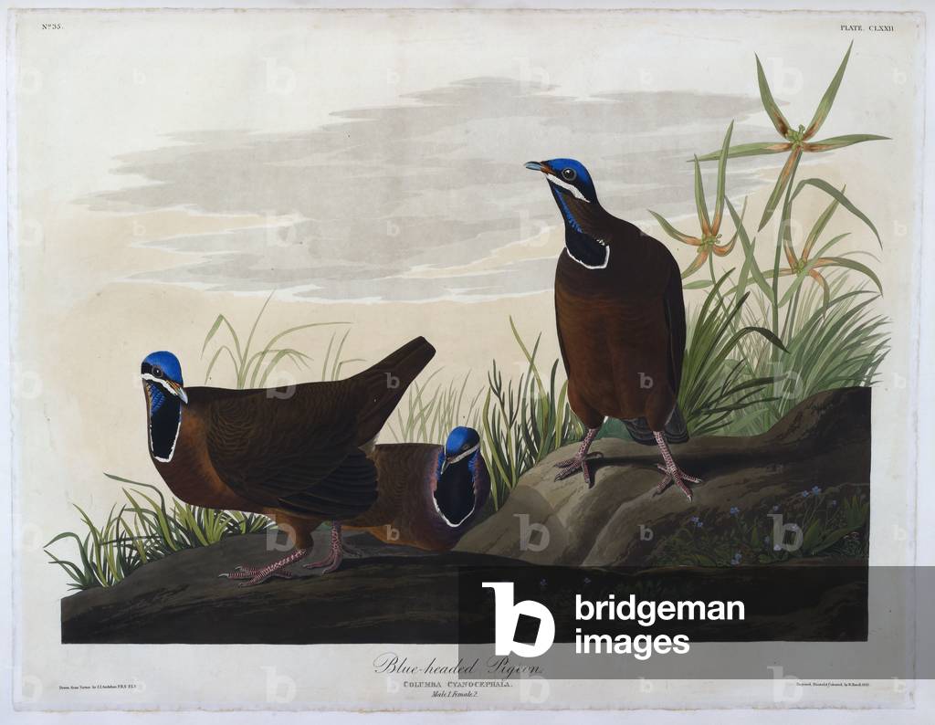 Drei Vögel. Farbillustration von Audubon; Blue-Headed Pigeon.