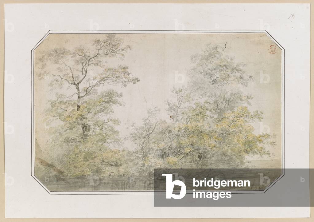 Des arbres.