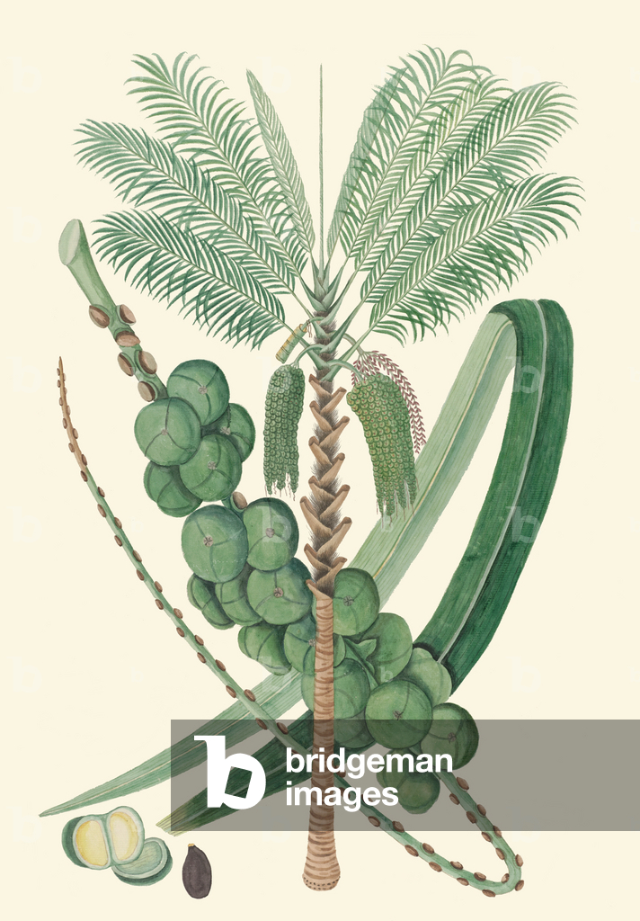 Image de Dessin représentant Arenga pinnata 1820