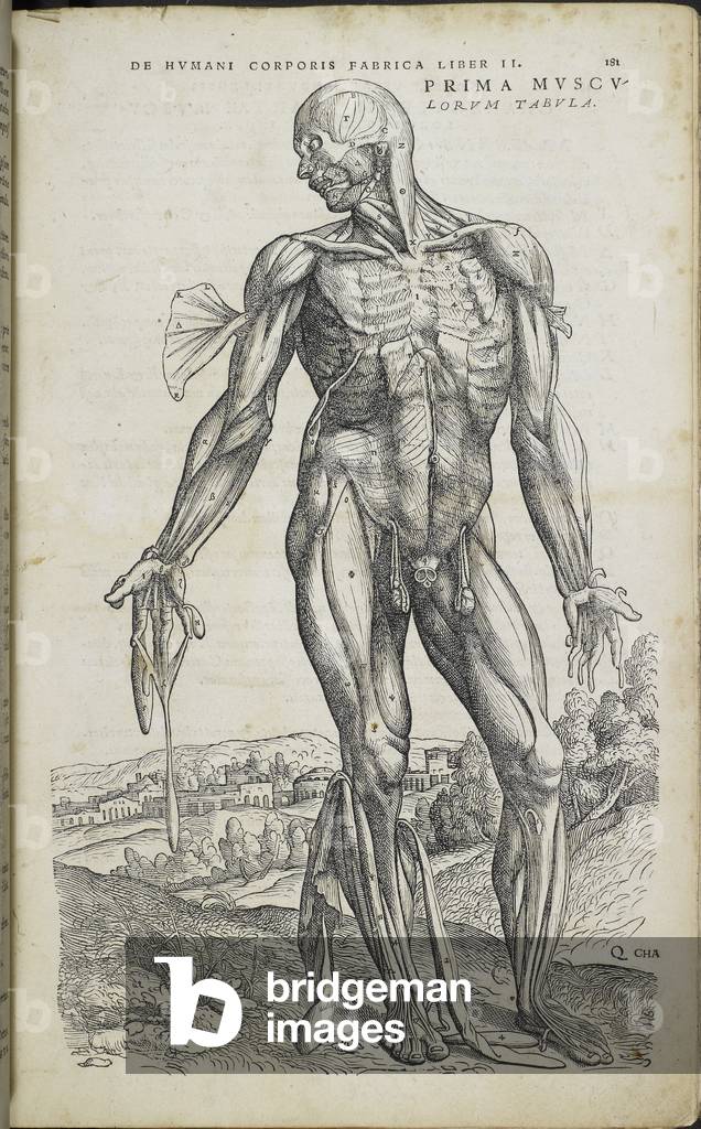 "Anatomische Zeichnung", b/w