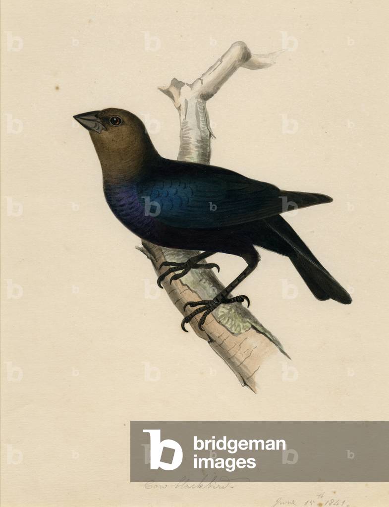 Cow Blackbird by Isaac Sprague