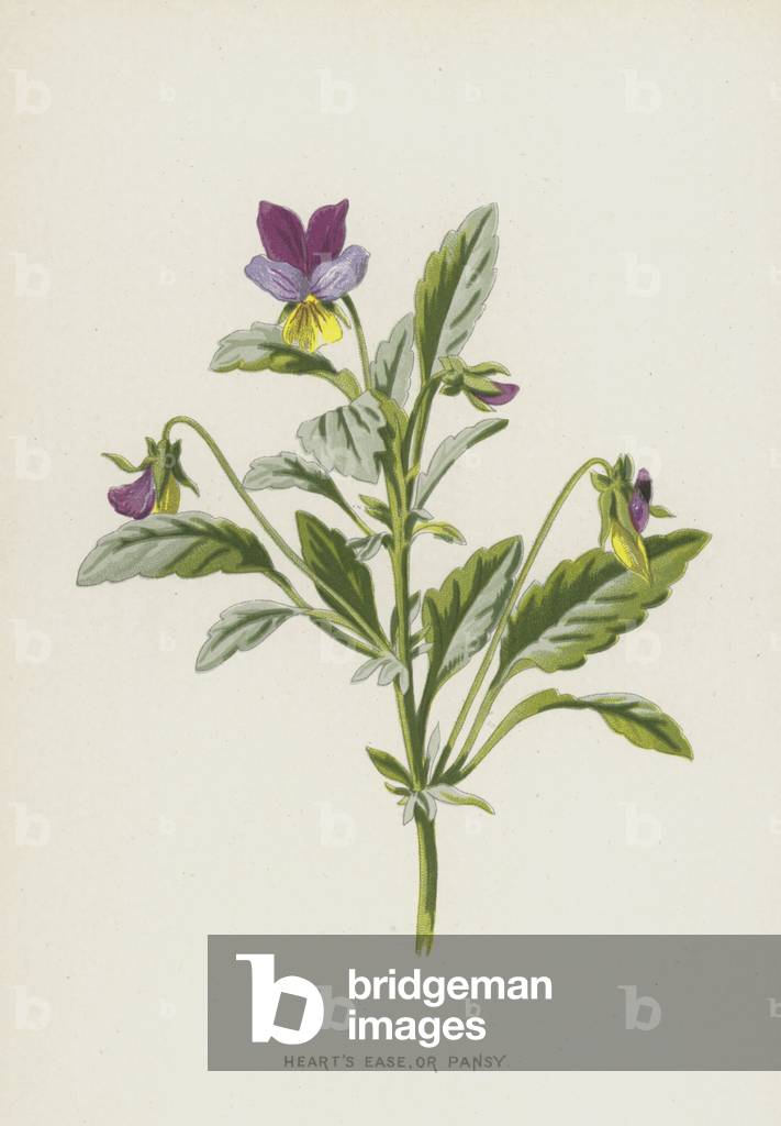 Heart's Ease by Frederick Edward Hulme