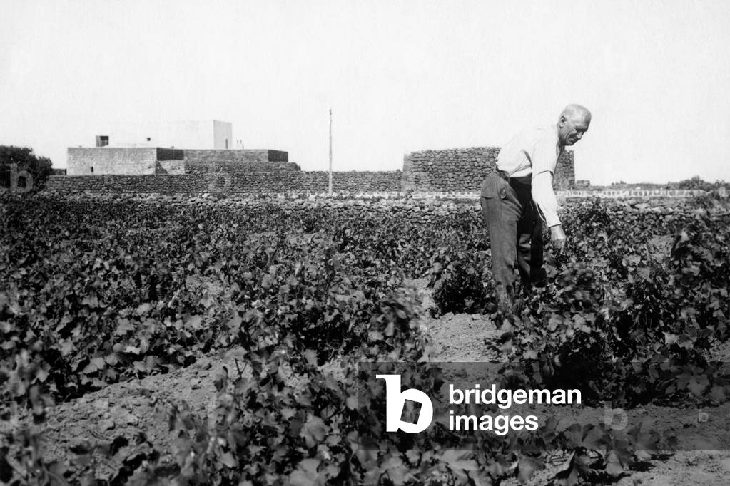 Europe, Italy, Sicily, Trapani, the Island of Pantelleria, a Farmer in the Field, 1930-40 (b/w photo)