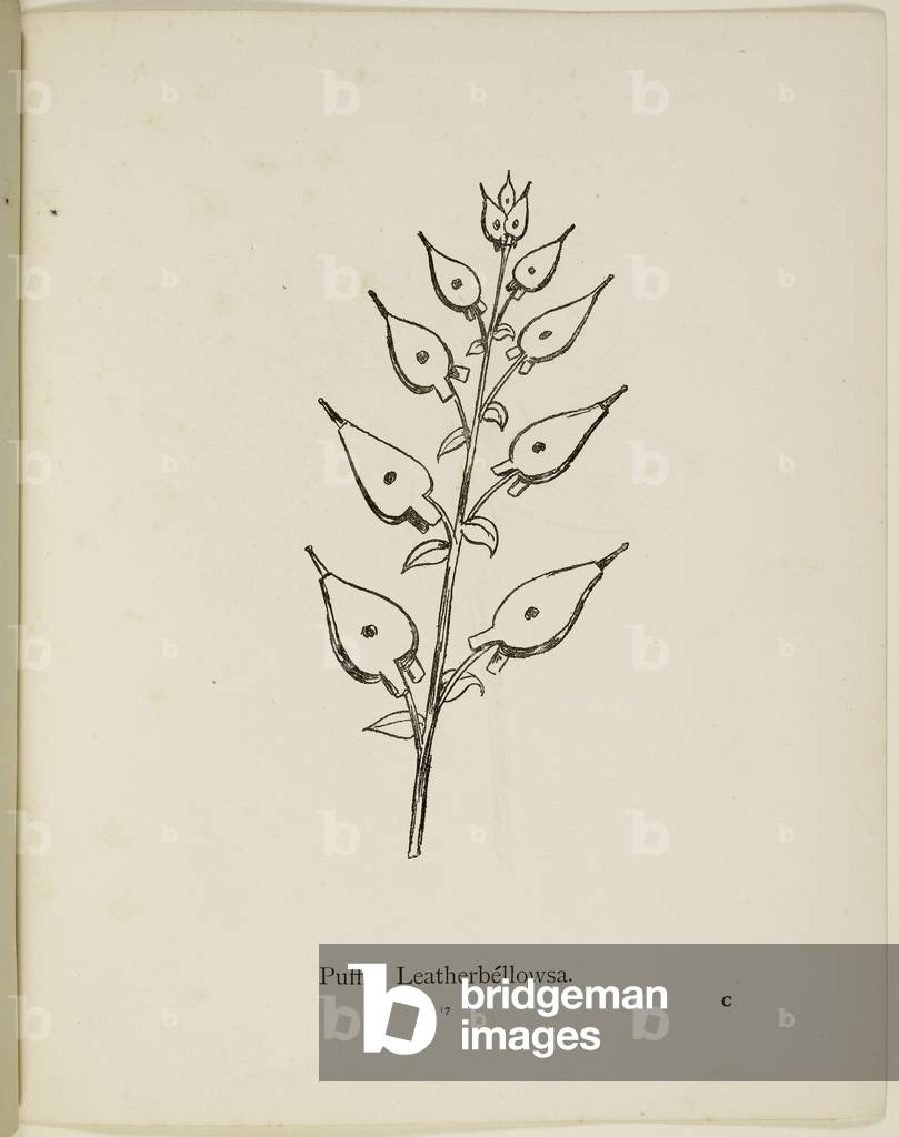 "Impianto immaginario: 'Puffia Leatherbellowsa' Illustrazione da Nonsense Botany di Edward Lear", b/w