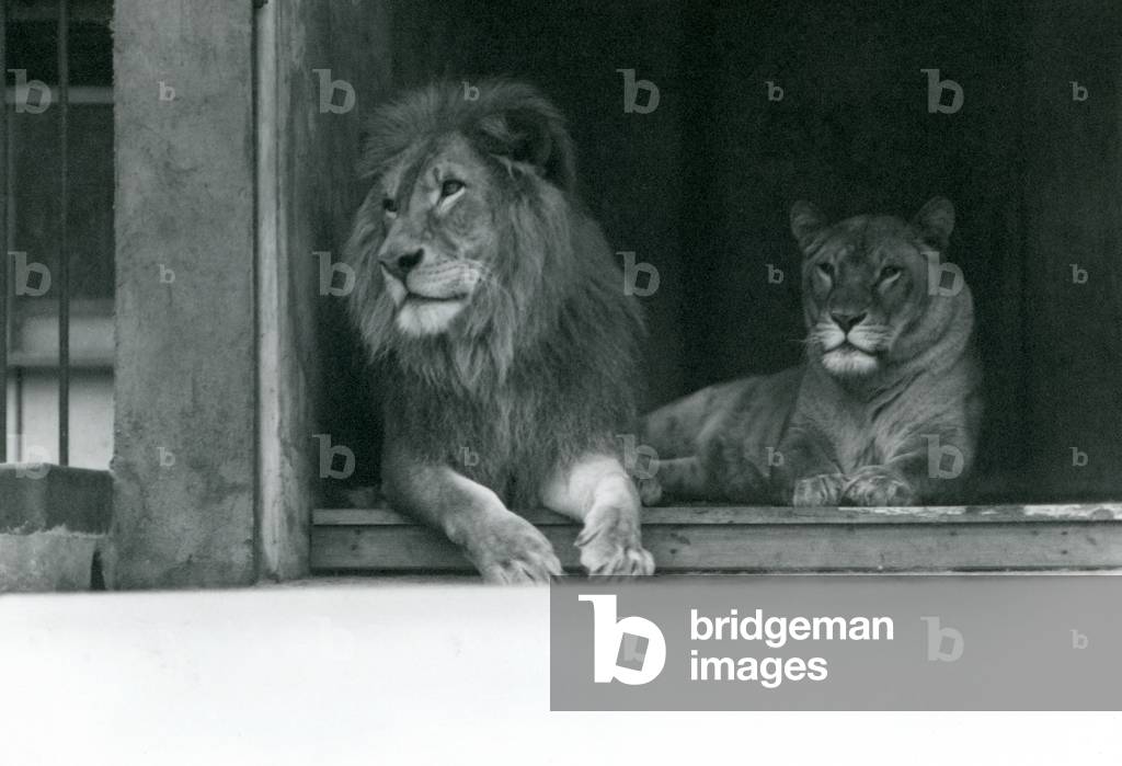 Löwe und Löwin 'Kuja' und 'Caroline' im ZSL London Zoo, Juli 1924 (s/w Foto)