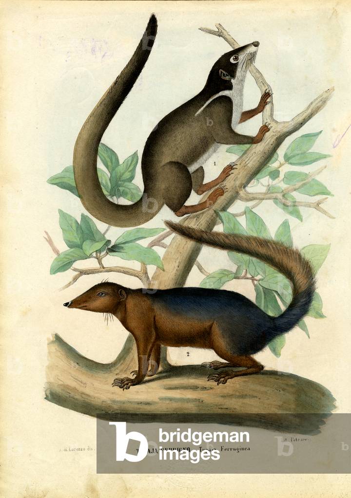 Image of Print depicting Tupaja, 1863-79 by Raimundo Petraroja