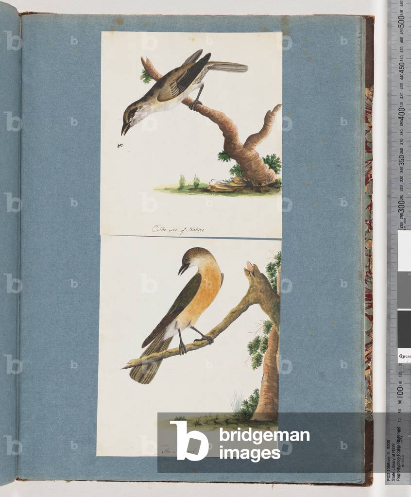Bild von Zeichnung "Seite 133. Nicht identifizierter Vogel. 134. Unbekannter Vogel (w/c auf Papier)" von Unkno