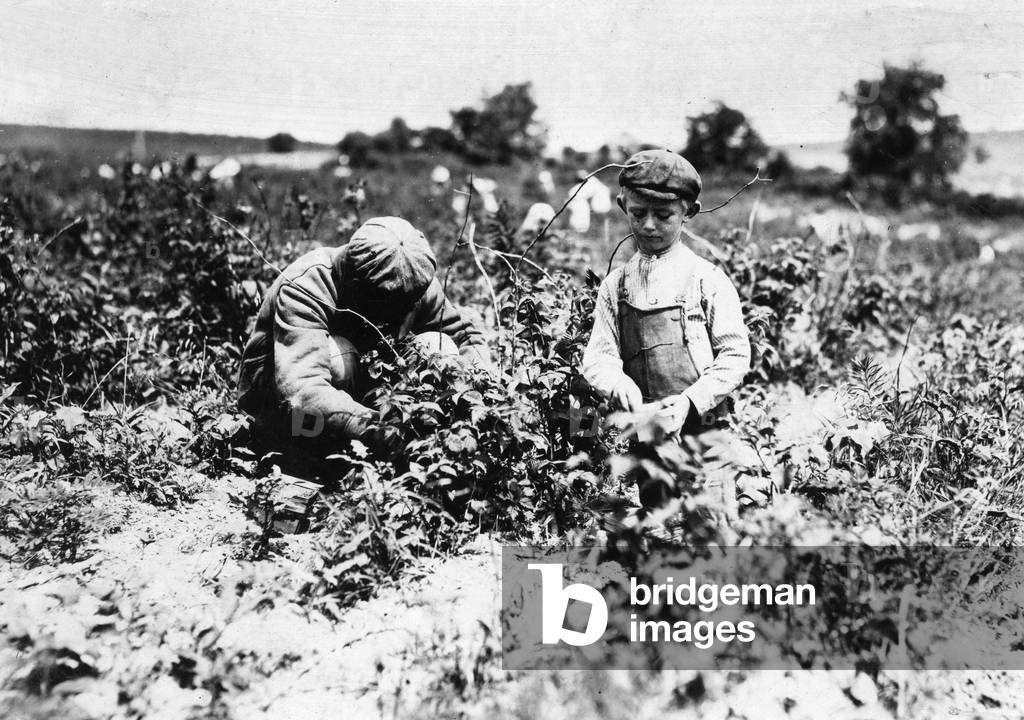Image of CHILD LABOR, 1909 Johnnie Goldberg and his father pick berries by Hine, Lewis Wickes