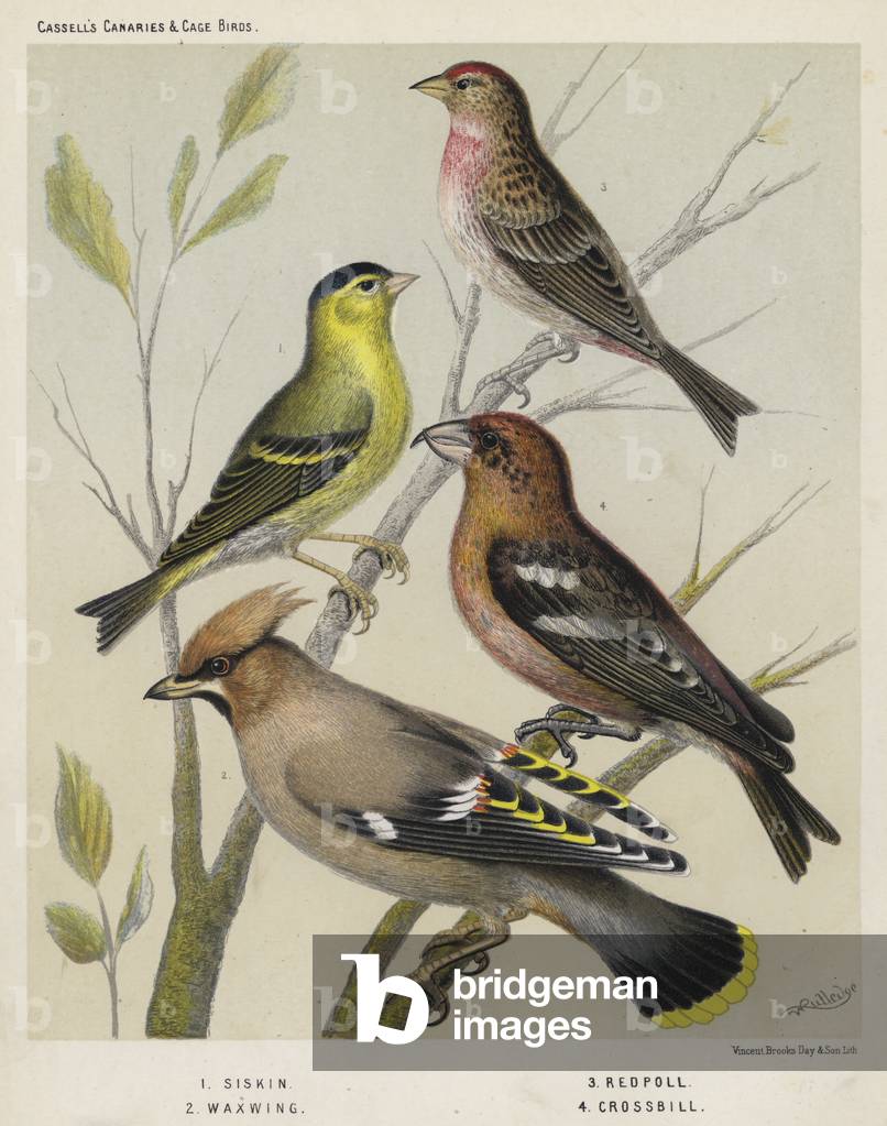 Siskin, Wachsflügel, Redpoll, Kreuzschnabel (Farbe litho)