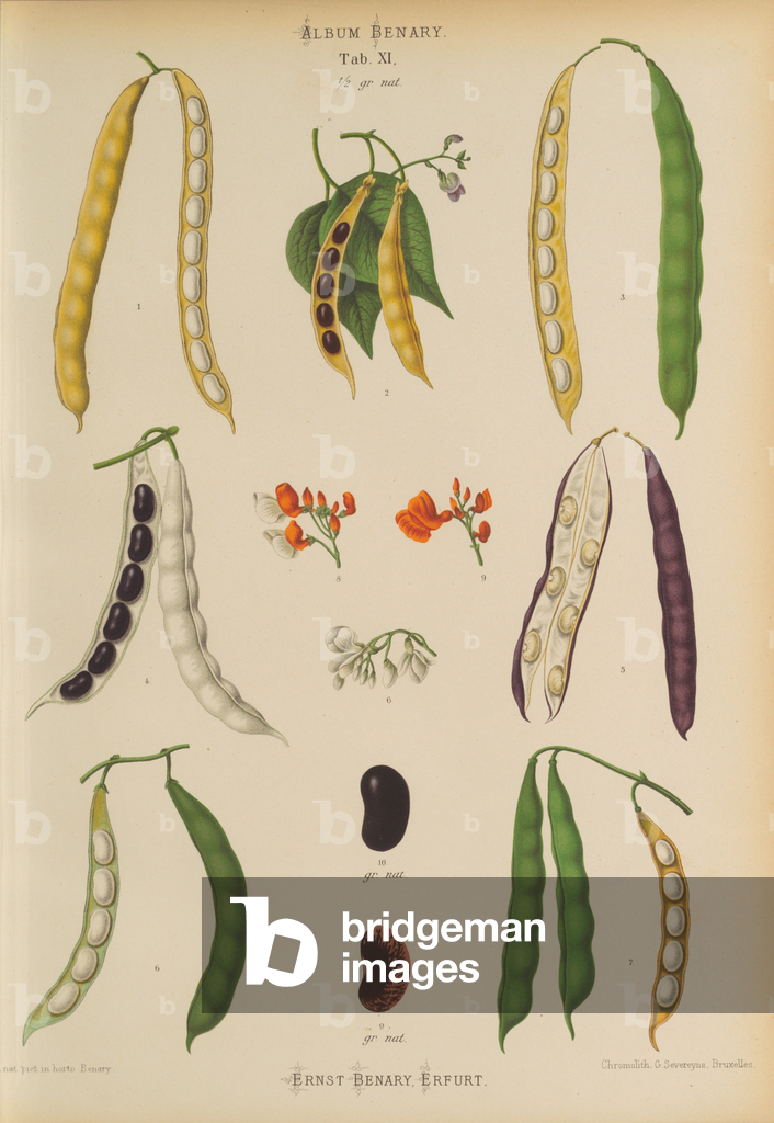 Image of Print depicting Runner beans (Phaseolus coccineus) 1876 by Ernst Benary