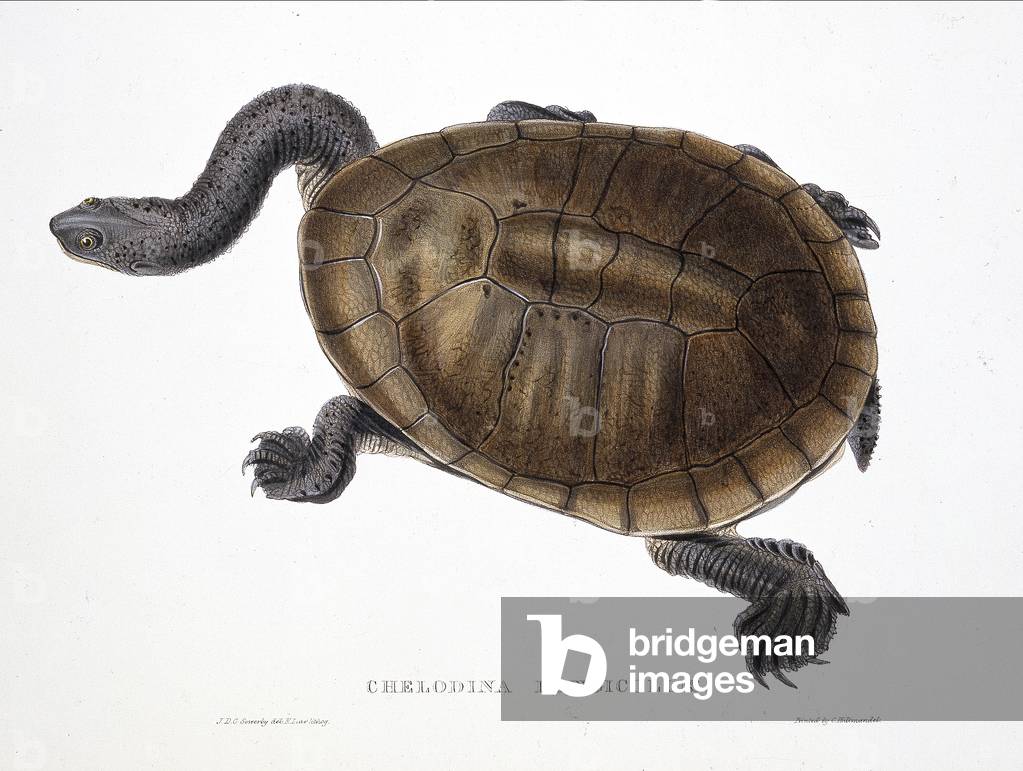 Image of Others depicting Chelodina longicollis, b/w