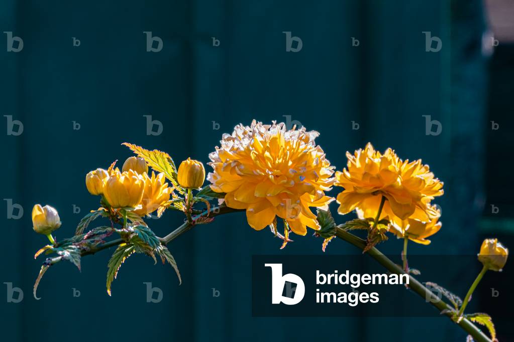 Giapponese Hornet o Kerria japonica, Digione, Francia, Aprile 2020 (foto)