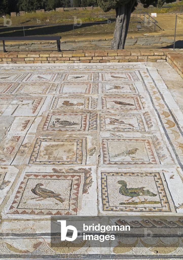 "Mosaici nella Casa de los Pajaros - La Casa degli Uccelli"