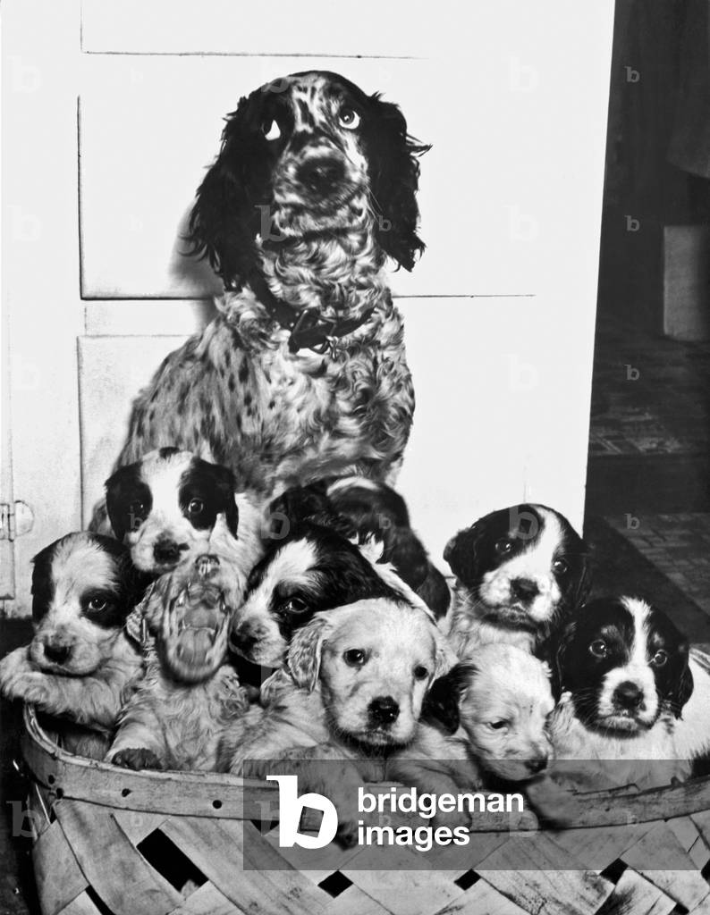 'Freckles' rolls her eyes as she watches over her litter of 12 yelping puppies (b/w photo), b/w