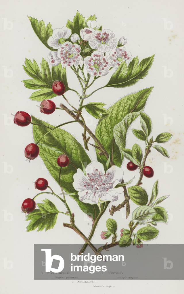 Le piante da fiore Gran Bretagna: Nespole, Biancospino, Cotoneaster (colore lito)