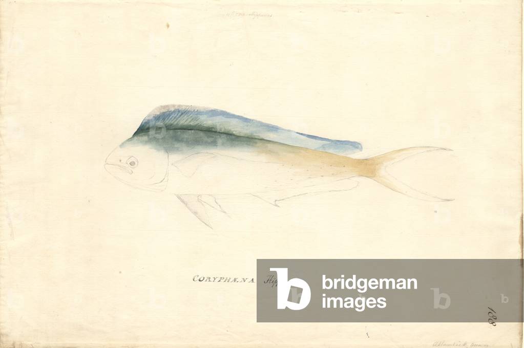 Coryphaena hippurus