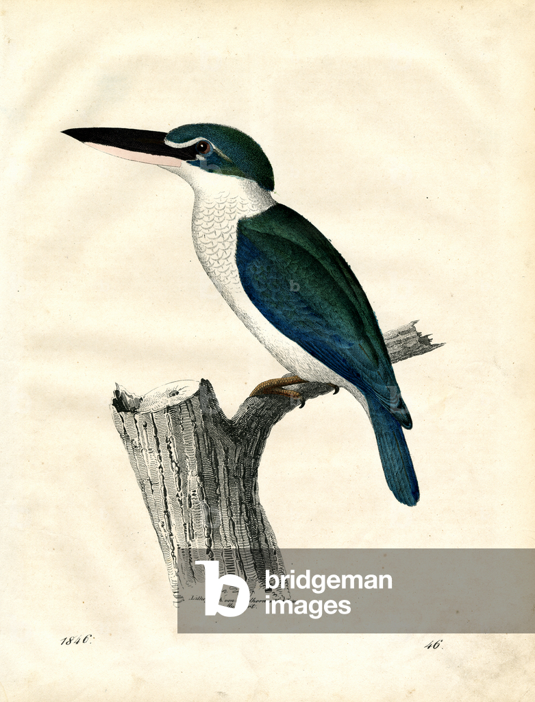 Bild von Druck "Eisvogel auf Baumstumpf (Litho)" 1842