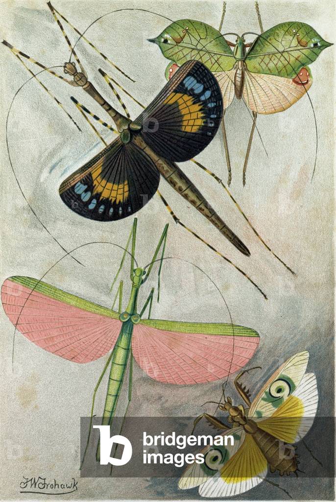 Image of Print depicting Orthoptera