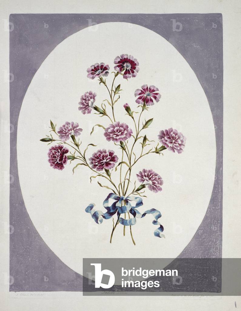 "Silene Kalifornien"