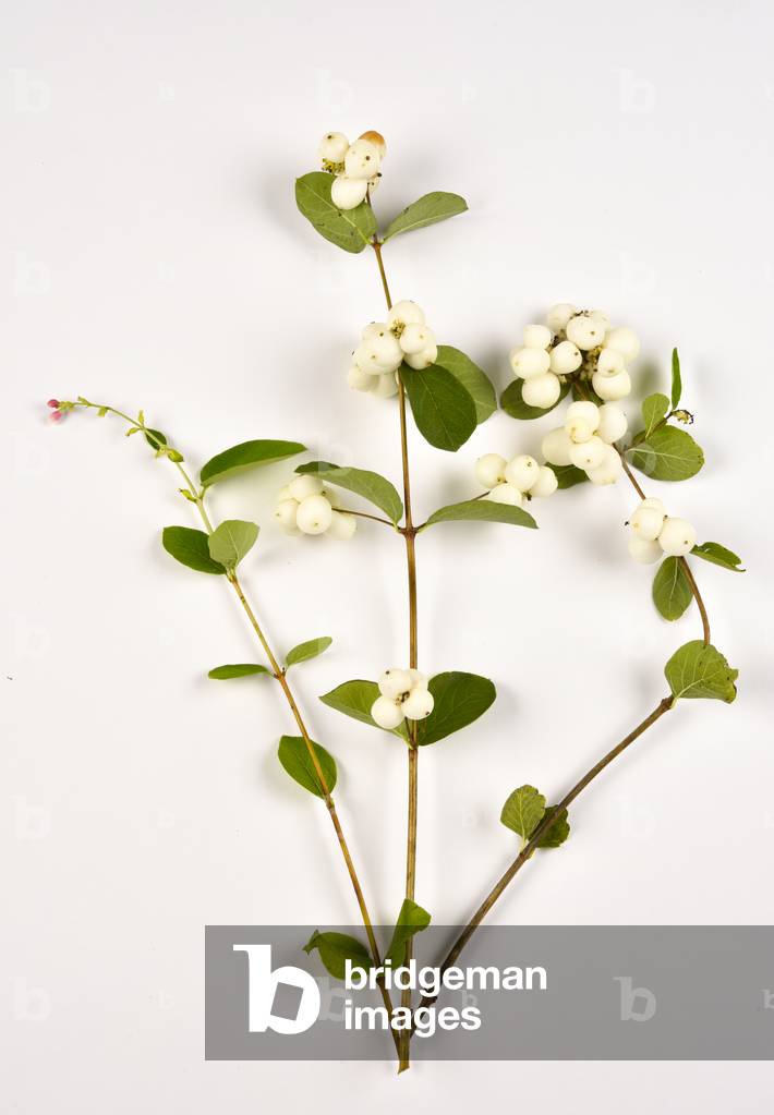 Bacche bianche di bacche di neve comune