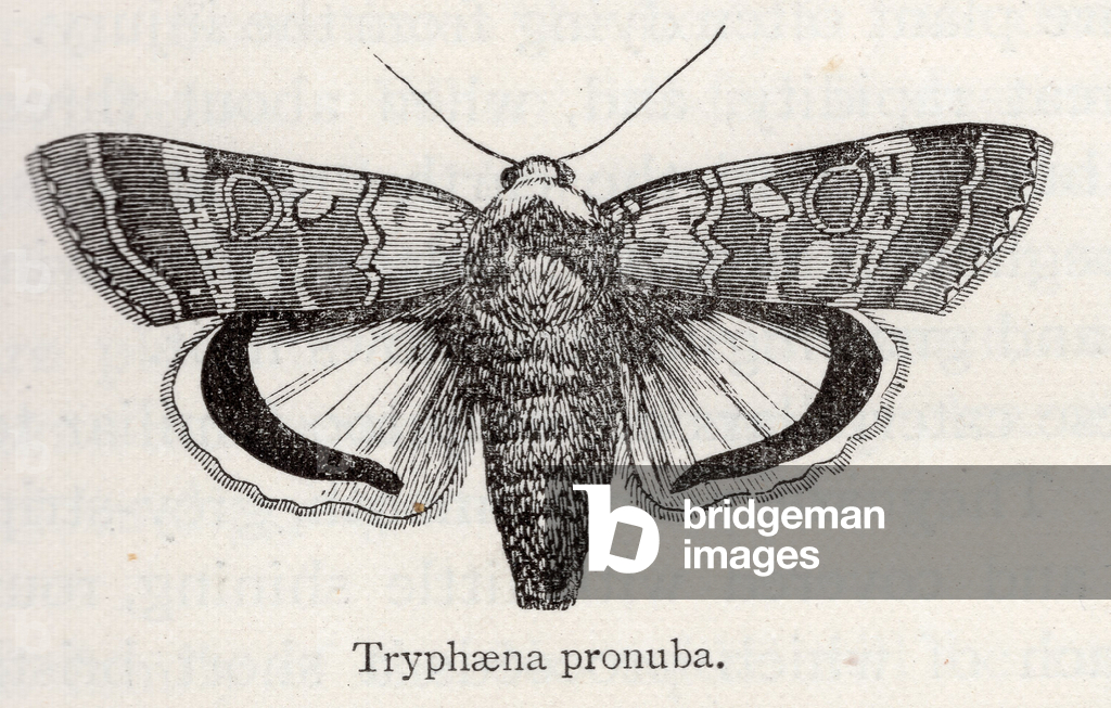 Owlet Moth, 19th century (lithograph)