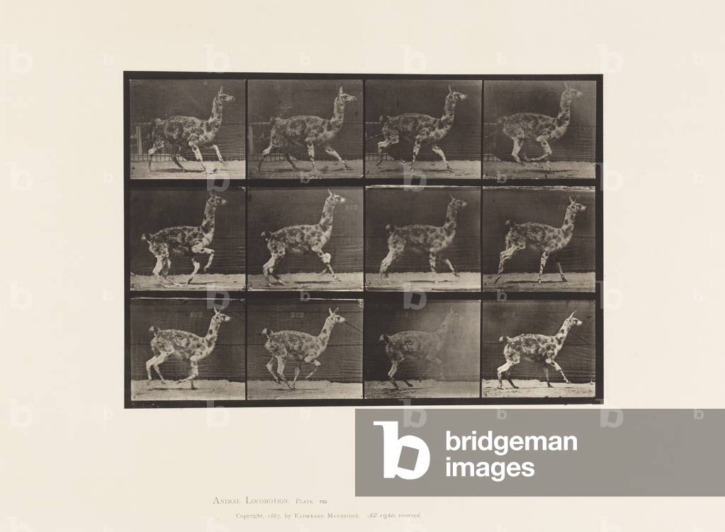 Bild von Fotografie "Teller 743. Guanaco; Galloping" 1885 von Eadweard Muybridge, b/w