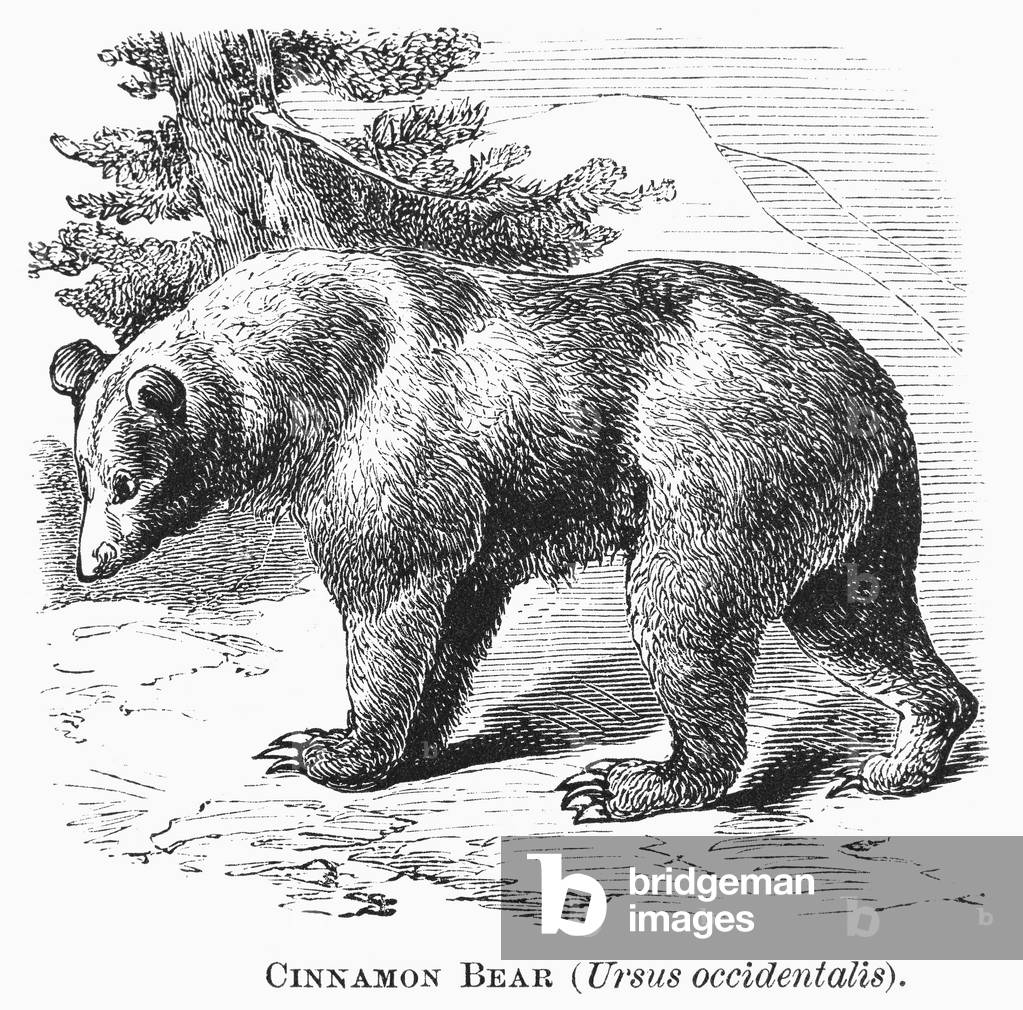 Image of CINNAMON BEAR Ursus occidentalis. Line engraving, 19th century.