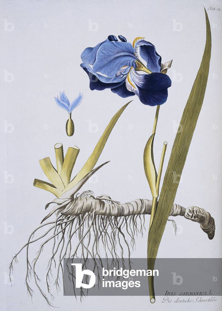Iris germanica