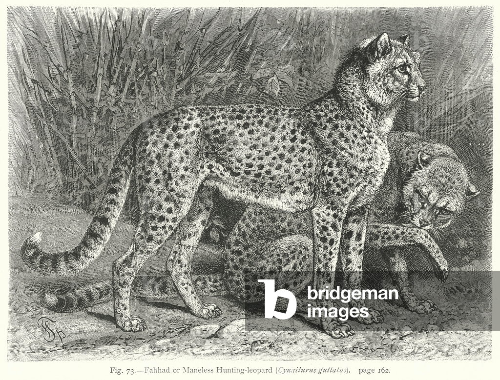 Immagine di Incisione "Fahhad o leopardo da caccia senza uomo (Cynailurus Guttatus) (incisione)" 1801 di Fried