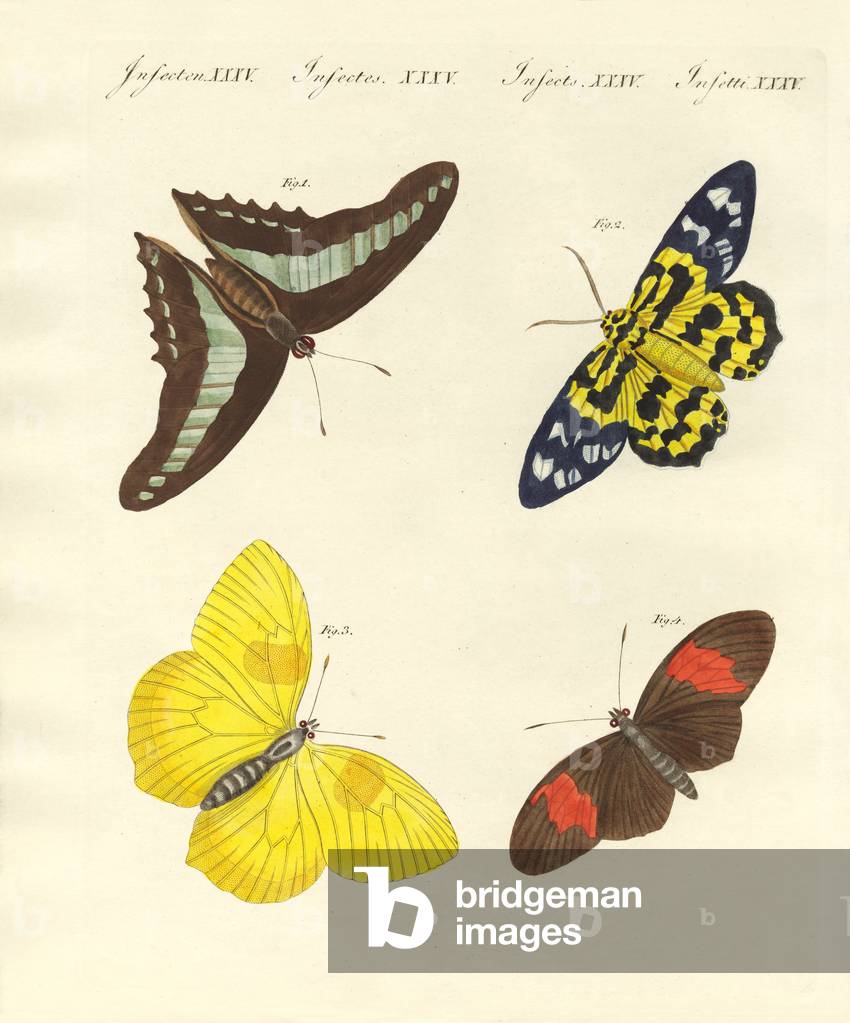 Papillons étrangers (gravure colorée)