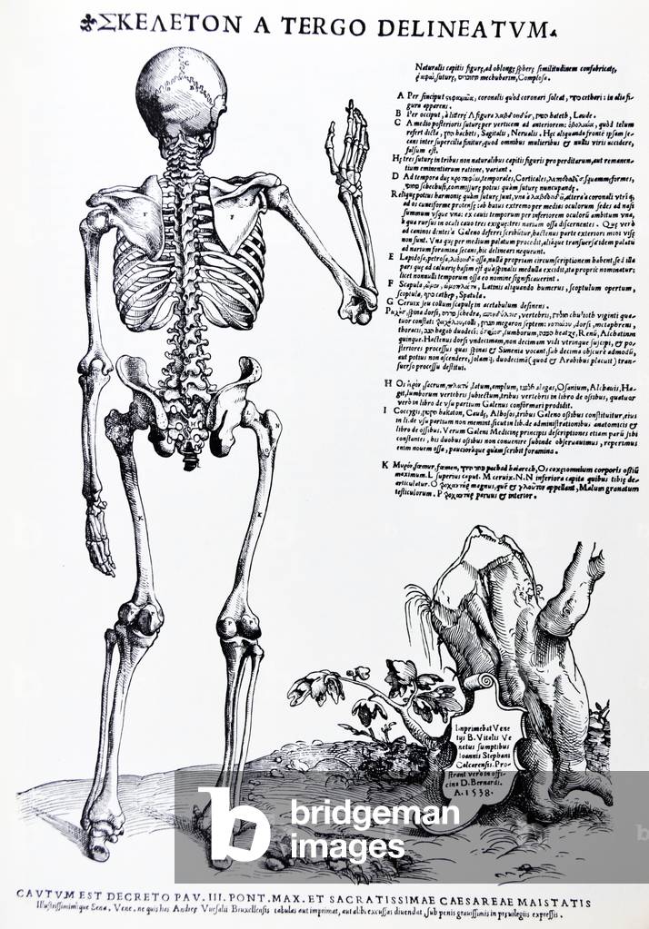 die platten aus dem Inbegriff des De Humani Corporis Fabrica von Andreas Vesalius, (1514-1564)