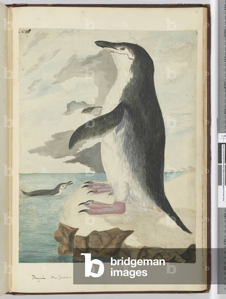 "F.50 Pinguin. Neuseeland" 1772 von Isaac Smith