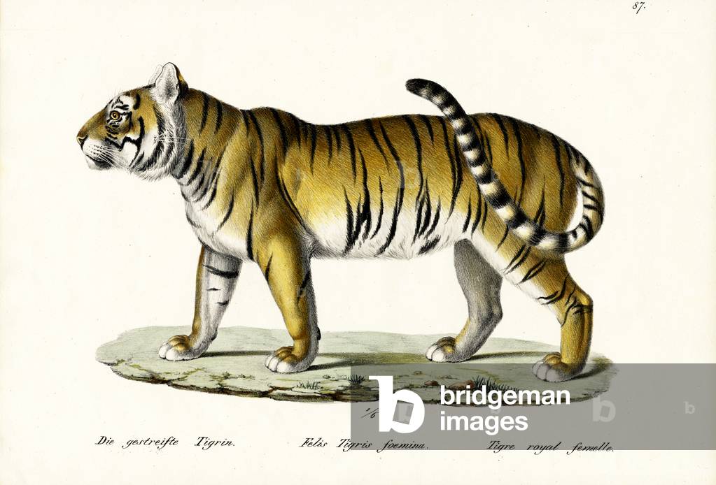 Royal Tiger, 1824 (color lito)