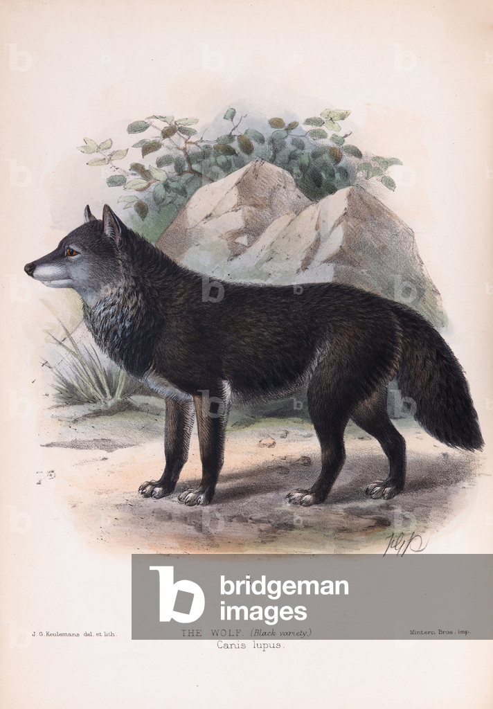 Image de Gravure représentant Le loup noir 1890 par Johan Gerard Keulemans